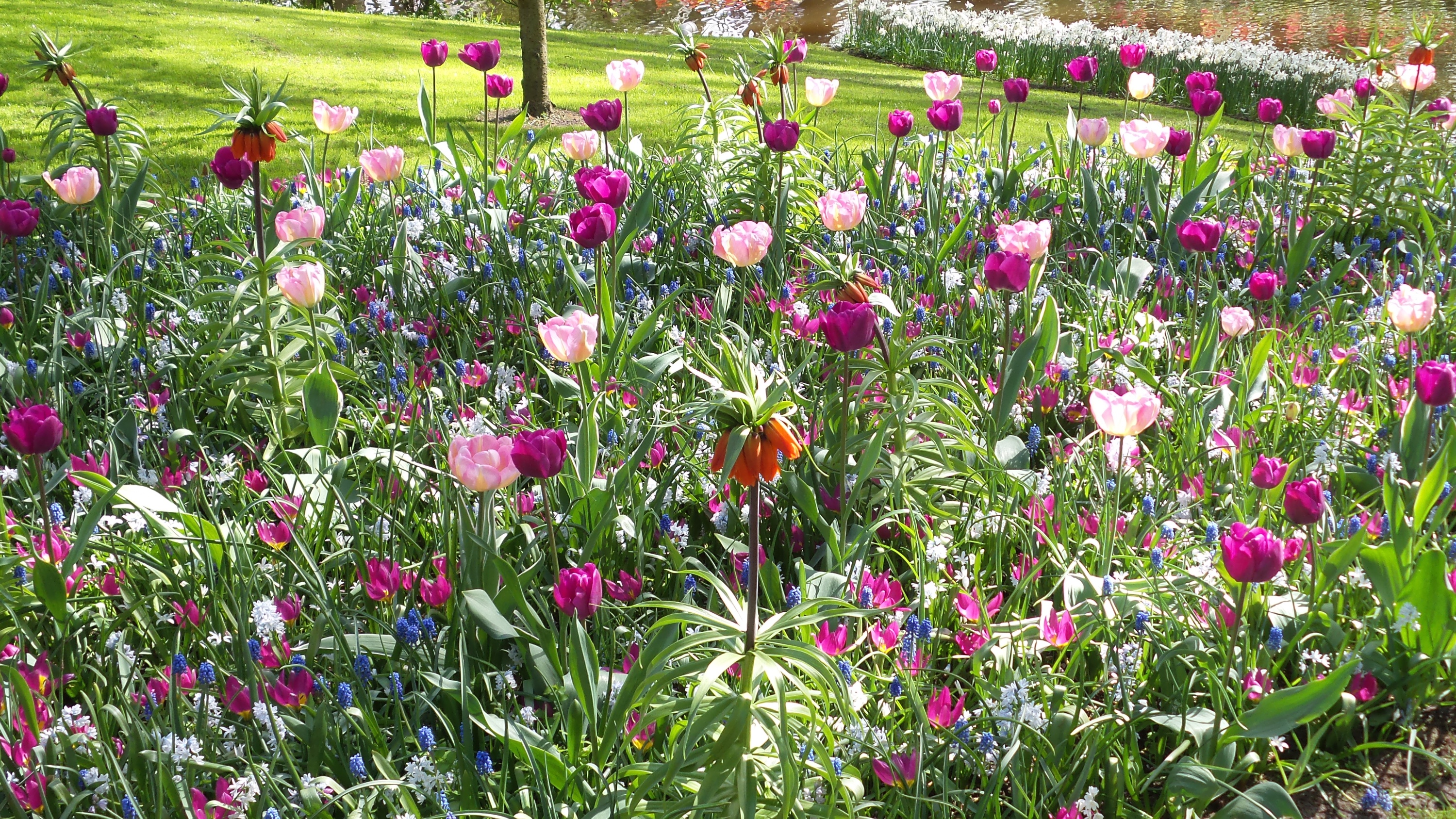 2014-04-17 Holland Tulips 67.jpg